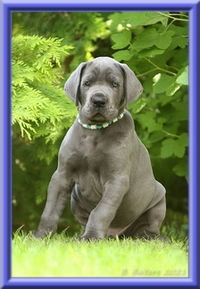 Deutsche Doggen vom Blu Beleza