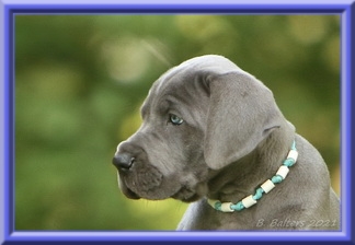 Deutsche Doggen vom Blu Beleza