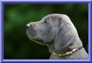 Deutsche Doggen vom Blu Beleza