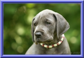 Deutsche Doggen vom Blu Beleza