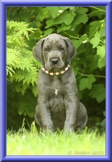 Deutsche Doggen vom Blu Beleza