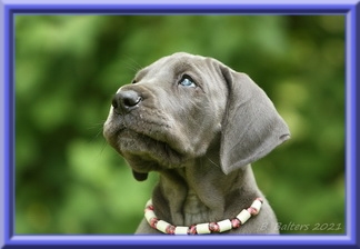 Deutsche Doggen vom Blu Beleza