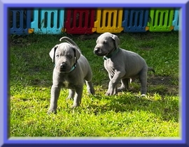 Deutsche Doggen vom Blu Beleza