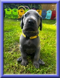 Deutsche Doggen vom Blu Beleza