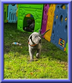 Deutsche Doggen vom Blu Beleza