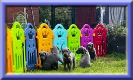 Deutsche Doggen vom Blu Beleza