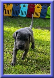 Deutsche Doggen vom Blu Beleza