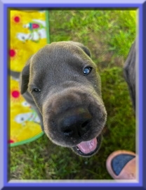 Deutsche Doggen vom Blu Beleza