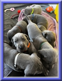 Deutsche Doggen vom Blu Beleza