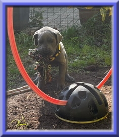 Deutsche Doggen vom Blu Beleza