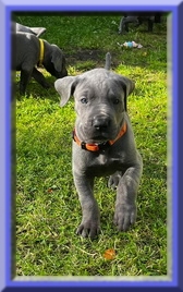 Deutsche Doggen vom Blu Beleza