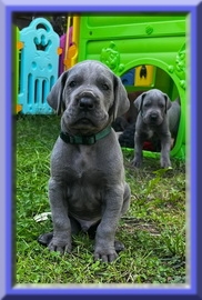 Deutsche Doggen vom Blu Beleza