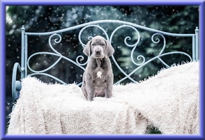 Deutsche Doggen vom Blu Beleza