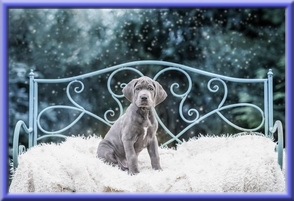 Deutsche Doggen vom Blu Beleza