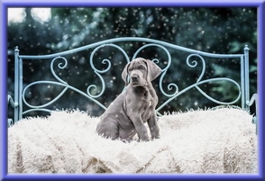 Deutsche Doggen vom Blu Beleza