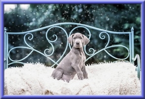 Deutsche Doggen vom Blu Beleza