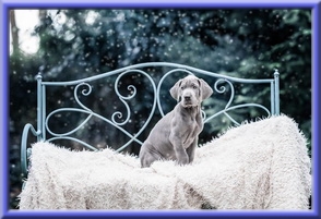 Deutsche Doggen vom Blu Beleza