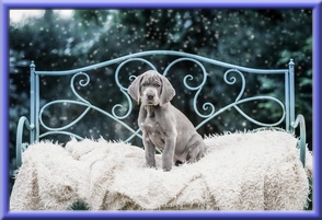 Deutsche Doggen vom Blu Beleza