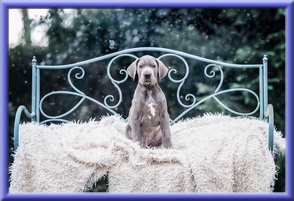 Deutsche Doggen vom Blu Beleza
