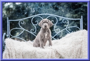 Deutsche Doggen vom Blu Beleza