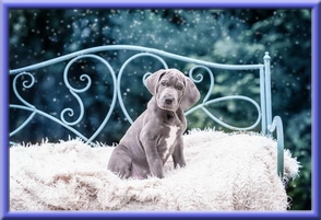 Deutsche Doggen vom Blu Beleza