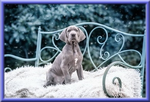 Deutsche Doggen vom Blu Beleza