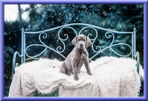 Deutsche Doggen vom Blu Beleza