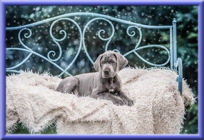 Deutsche Doggen vom Blu Beleza