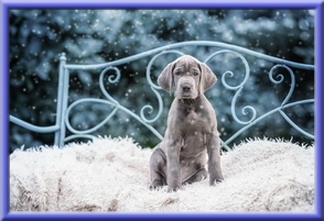 Deutsche Doggen vom Blu Beleza