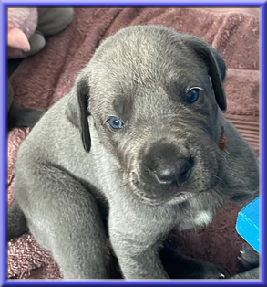 Deutsche Doggen vom Blu Beleza