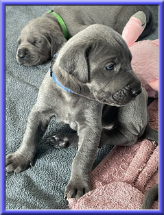 Deutsche Doggen vom Blu Beleza