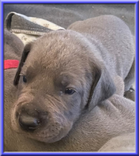 Deutsche Doggen vom Blu Beleza