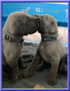 Deutsche Doggen vom Blu Beleza