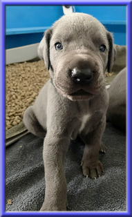 Deutsche Doggen vom Blu Beleza