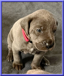 Deutsche Doggen vom Blu Beleza