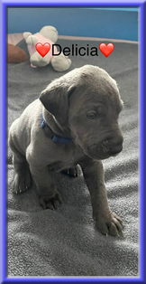 Deutsche Doggen vom Blu Beleza