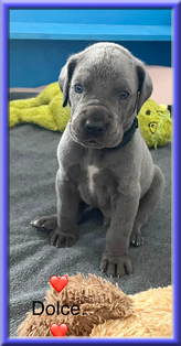 Deutsche Doggen vom Blu Beleza