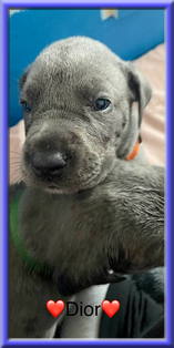 Deutsche Doggen vom Blu Beleza