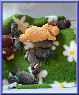 Deutsche Doggen vom Blu Beleza