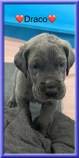 Deutsche Doggen vom Blu Beleza