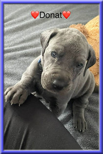 Deutsche Doggen vom Blu Beleza