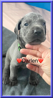 Deutsche Doggen vom Blu Beleza