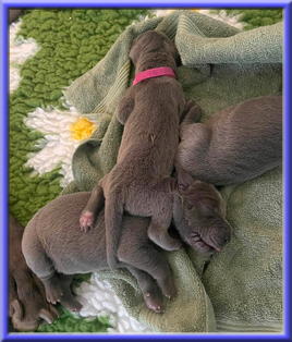 Deutsche Doggen vom Blu Beleza