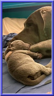Deutsche Doggen vom Blu Beleza